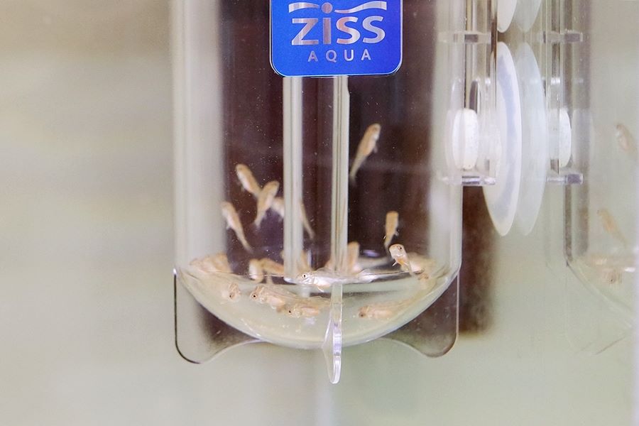 ZISS AQUA ZET-55 Egg Tumblers 210xø55mm