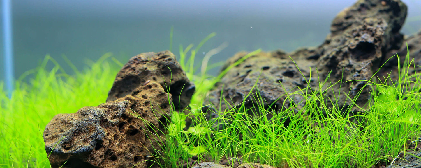 Twinstar B LINE (Version II) 120B