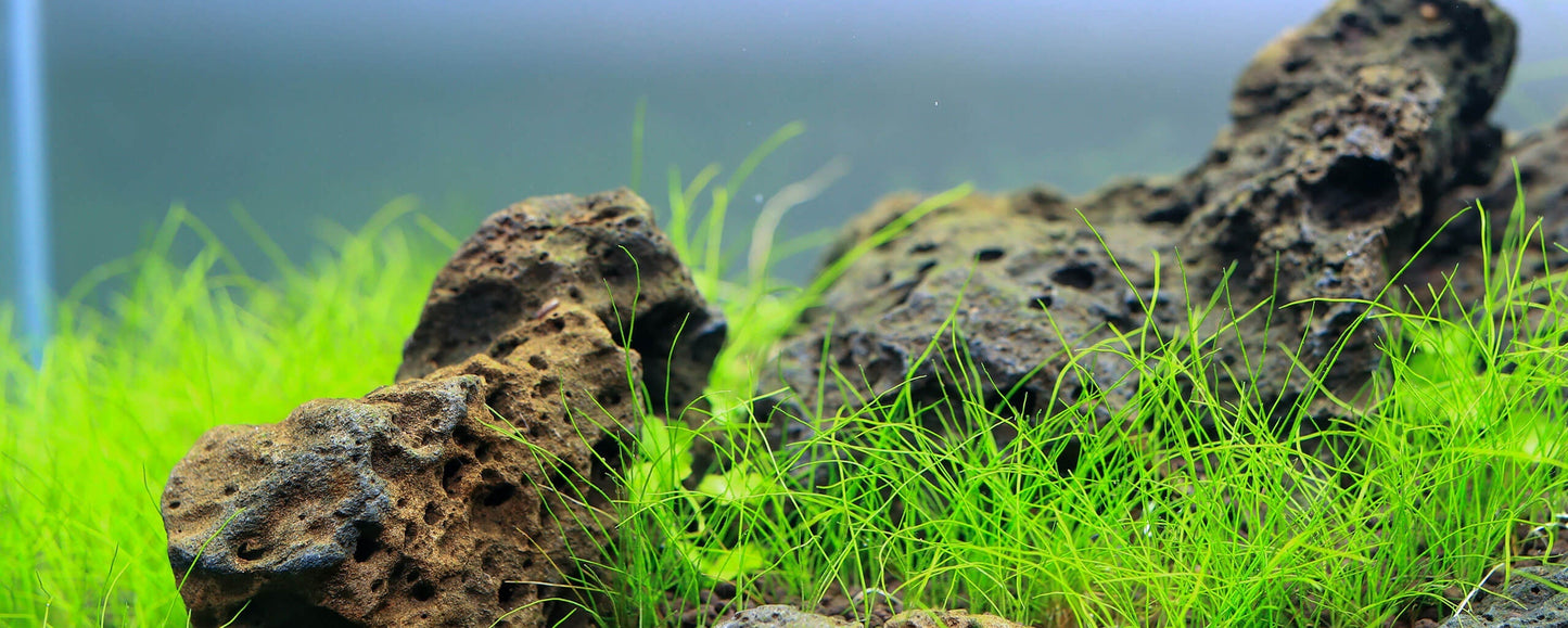 Twinstar B LINE (Version II) 80B