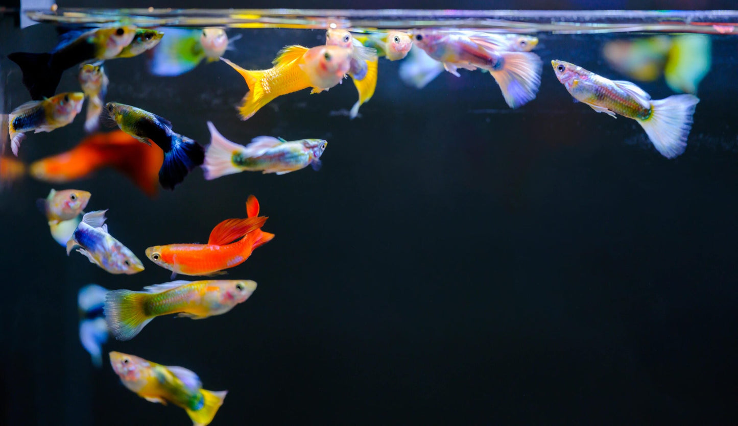 Twinstar A LINE (Version II) 90A