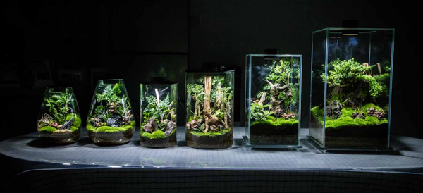 Bioloark Echo Bottle FD-250