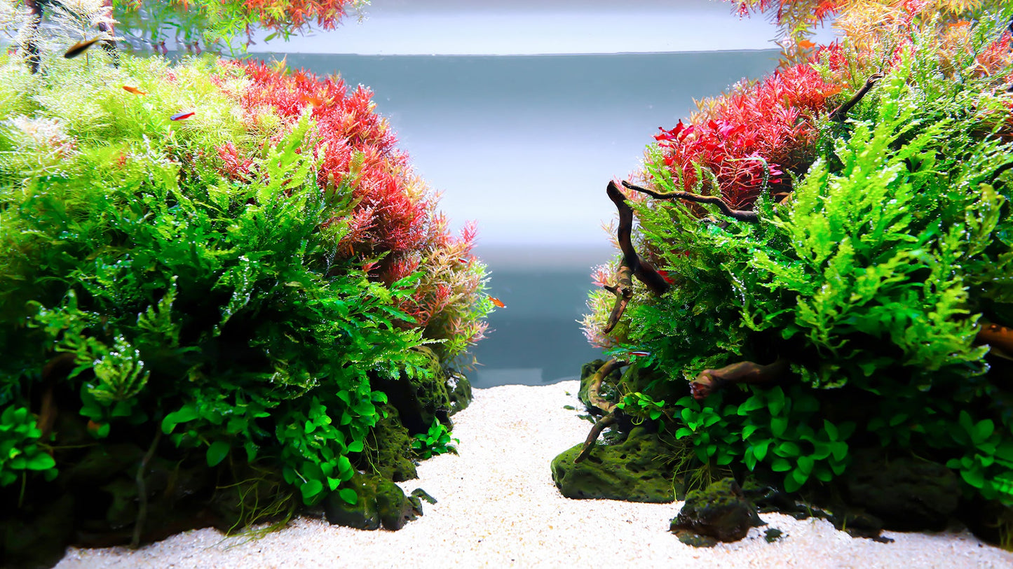 Twinstar III 900SP(84W) WRGB LED Light - Petsgool Online