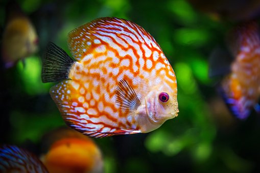Top Aquarium Hacks Every Hobbyist Needs to Know