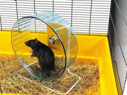 Savic Rolly Giant Wheel with Stand, 26 x 29 x 16 cm - Petsgool Online