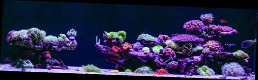 NemoLight EXTREME SERIES - SALTWATER | MARINE (Version II) | App Controlled Aquarium Lights