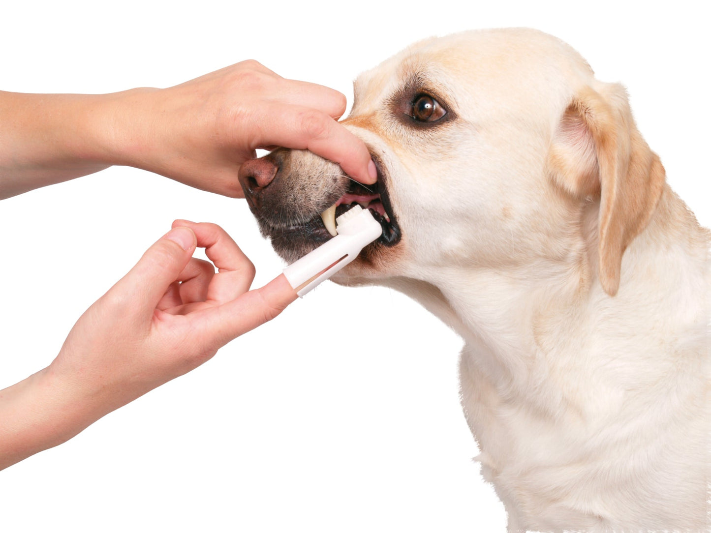 Trixie Dog Dental Hygiene Kit for dogs - Petsgool Online