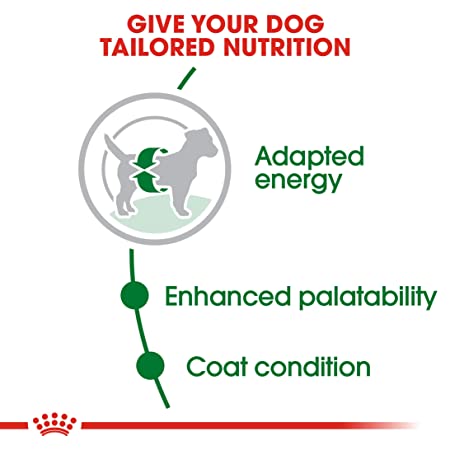 Royal Canin Mini Adult Dry Dog Food 2kg - Petsgool Online