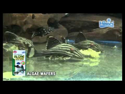Hikari Tropical Algae Wafers 82gm