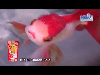Hikari Oranda Gold Mini 100gm